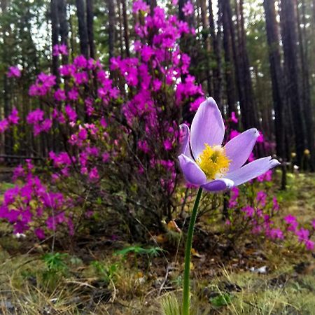 Kemping Cvetok Pod Snegom Хужир Екстер'єр фото