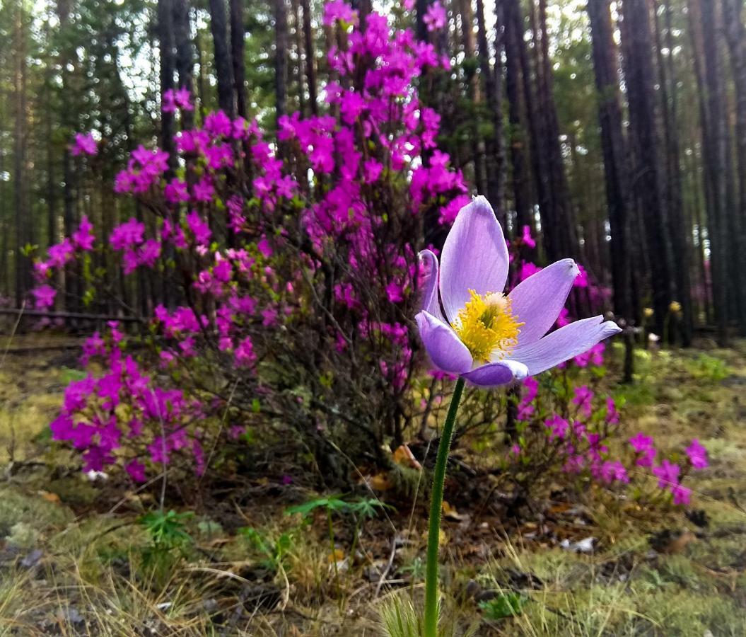 Kemping Cvetok Pod Snegom Хужир Екстер'єр фото